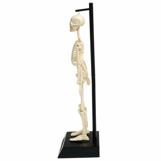 Anatomiczny model szkieletu (Rex London)