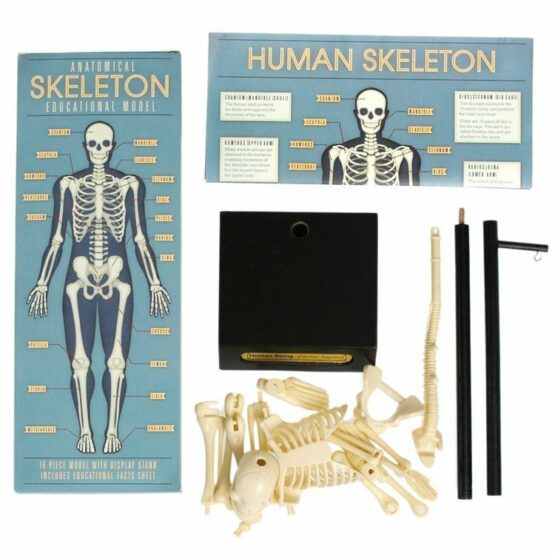 Anatomiczny model szkieletu (Rex London)